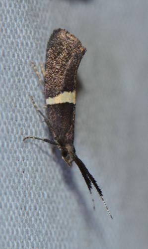 Eidophasia messingiella